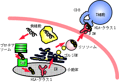 図１２　 抗原のプロセッシングとHLAによる抗原提示