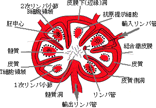 図６. リンパ節の模式図 