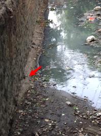 マカティ周辺の河でネズミが走っている写真