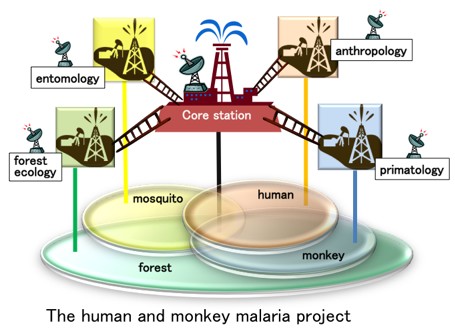 The human and monkey malaria project