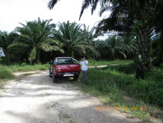 Oil palm, a wide road and a red car.