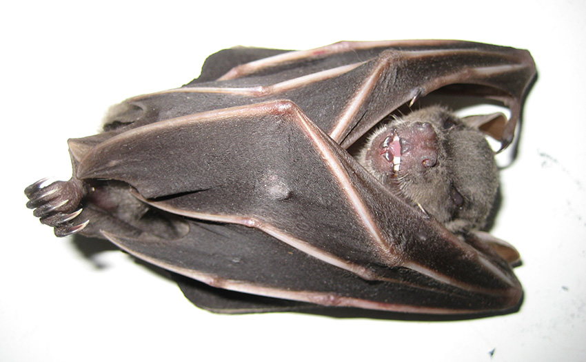 Bats as vectors of zoonotic diseases