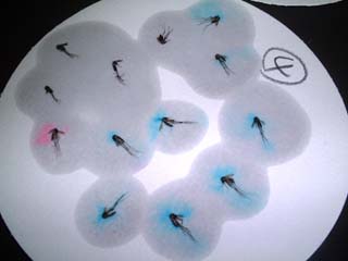 albopictus9