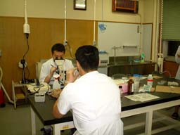 schistosoma2