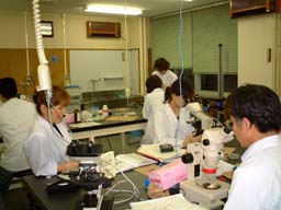 schistosoma3