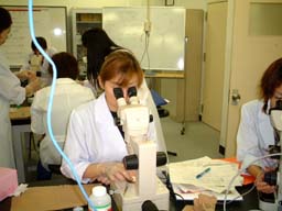 schistosoma5