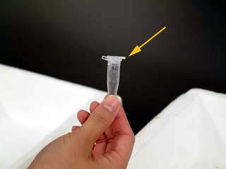 viruscell01