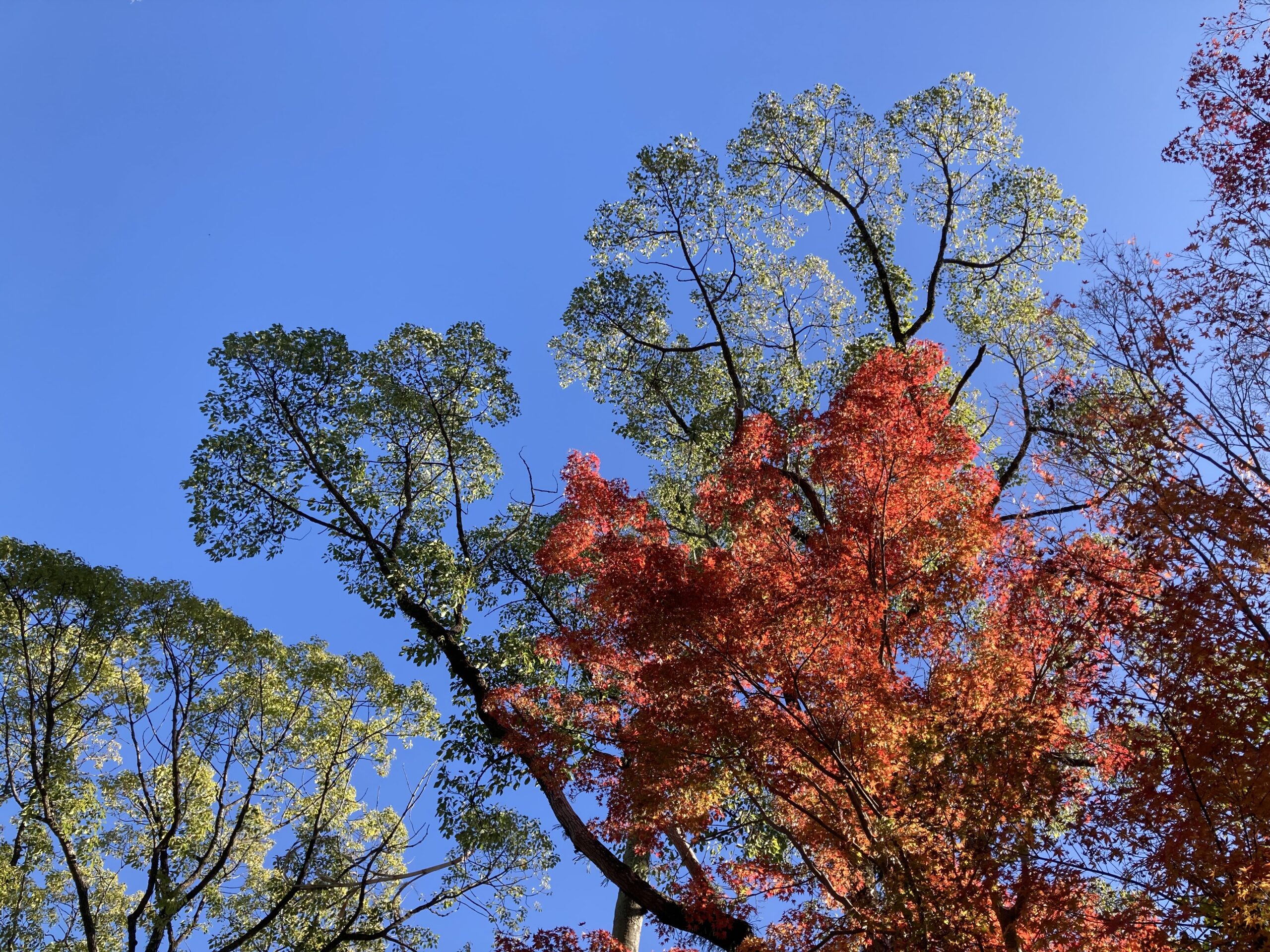 原虫生化学分野