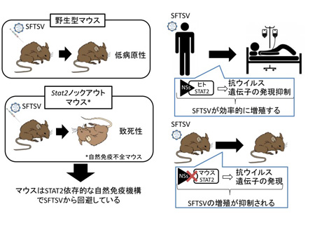 新興ウイルス感染症の病態解析