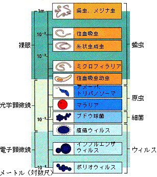 図１　各種寄生体の大きさの比較