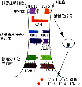 図１０　T細胞受容体遺伝子