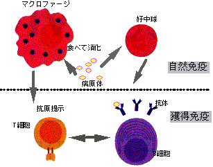 図２　自然免疫と獲得免疫