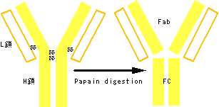 図３　抗体の構造