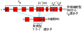 図４　ヒトのVDJ遺伝子組み換え