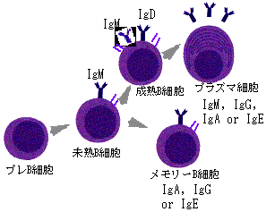 図５. B細胞の分化