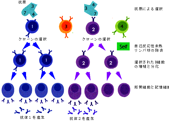 図６. リンパ節の模式図 