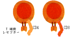 図８　T細胞の構造 
