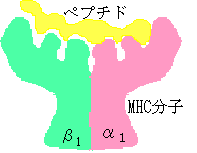 図９　ＭＨＣの複合体の構造