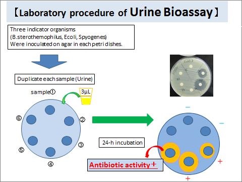 尿中抗菌薬活性検出検査方法