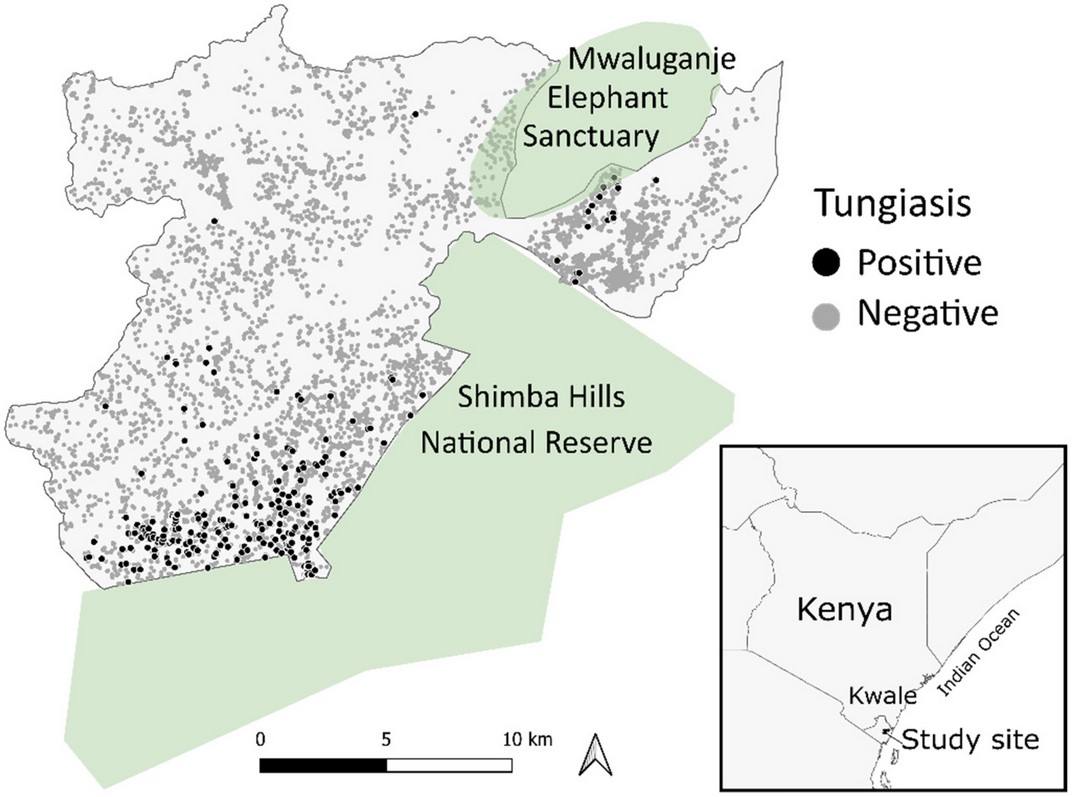 ケニアでの砂のみに関する論文が発表されました 。