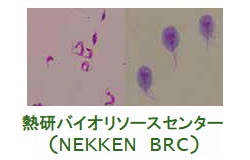 熱研バイオリソースセンター