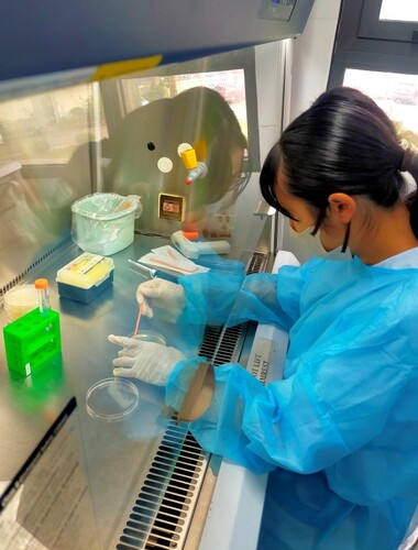 実験（海水：観察用プレート作製）