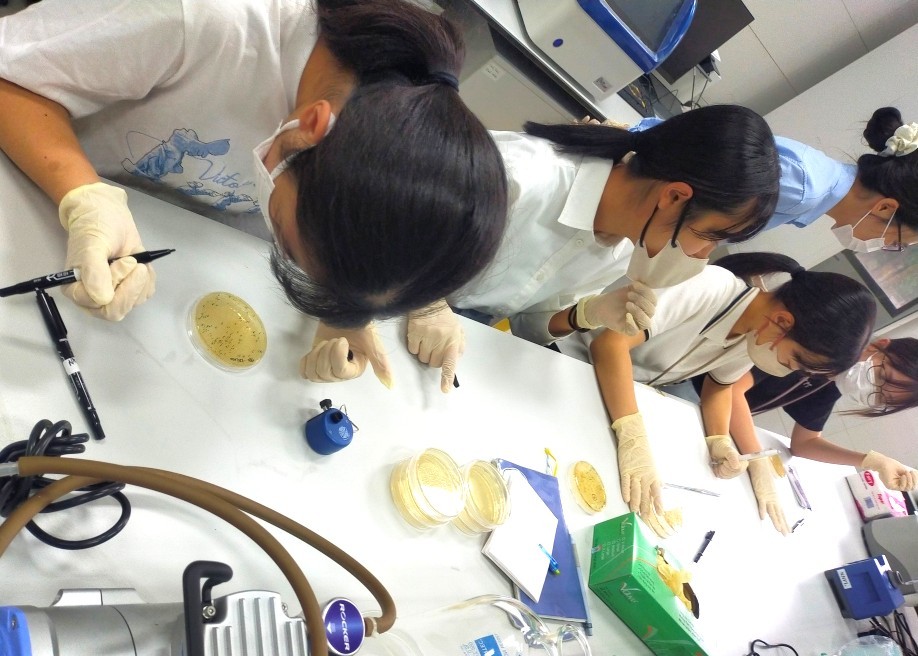 実験（培養した大腸菌の観察）