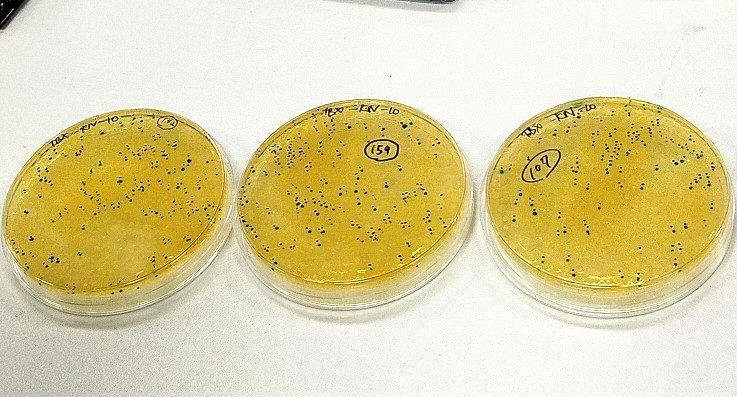 結果（川の水：10倍希釈_濃紺に染色されている点が大腸菌）